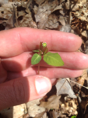 Euphorbia mercurialina