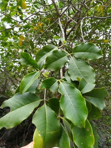 Esenbeckia berlandieri