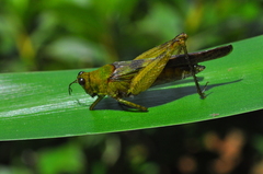 Paulinia acuminata