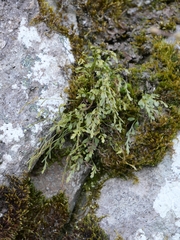 Asplenium × alternifolium