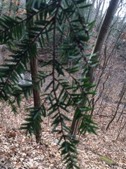 Tsuga canadensis