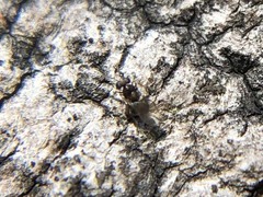 Ooencyrtus kuvanae