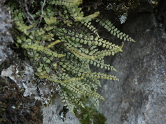 Asplenium trichomanes