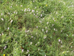 Oxytropis globiflora