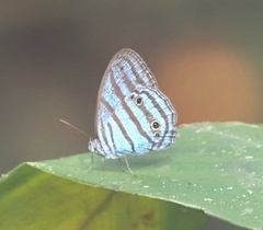 Cepheuptychia cephus