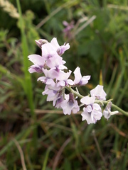 Oxytropis globiflora
