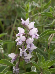 Oxytropis globiflora