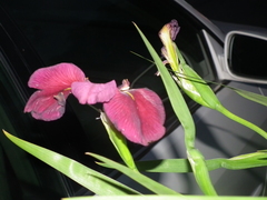 Iris