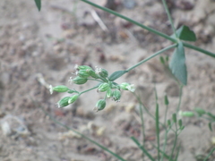 Silene aprica