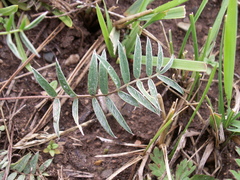 Oxytropis globiflora