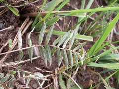 Oxytropis globiflora