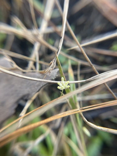 Southern bluethread (Burmannia capitata)