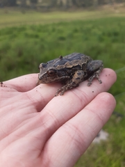 Gastrotheca riobambae