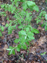 Elaeagnaceae