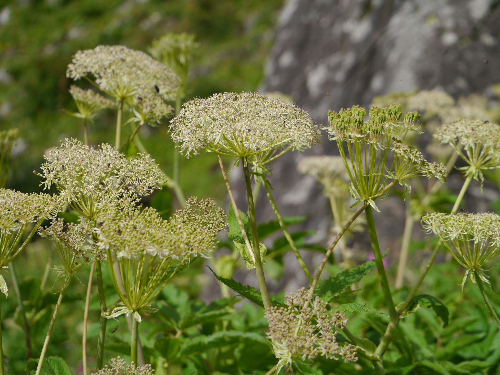 Angelica oreada (Diels) M.Hiroe