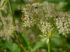 Angelica oreada