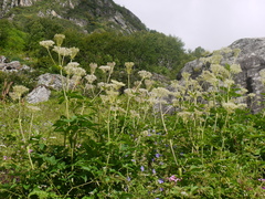 Angelica oreada