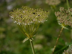 Angelica oreada