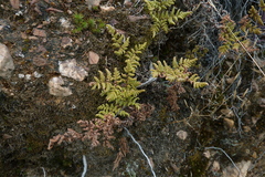 Myriopteris lendigera