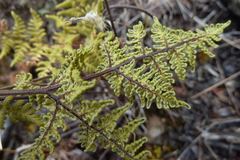 Myriopteris lendigera