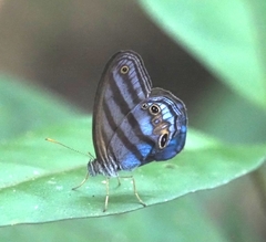 Chloreuptychia chlorimene