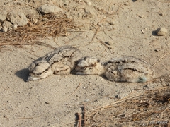 Burhinus superciliaris