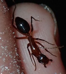 Camponotus inaequalis