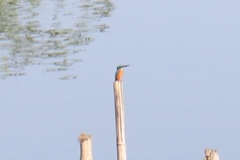 Alcedo atthis