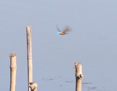 Alcedo atthis