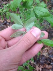 Elaeagnaceae