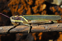Zygoclistron superbum