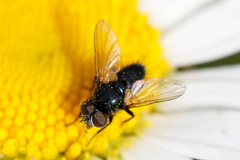 Tachinidae