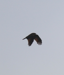 Milvus migrans