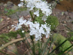 Libertia tricocca