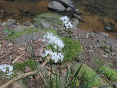 Libertia tricocca