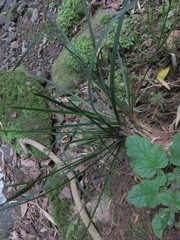 Libertia tricocca