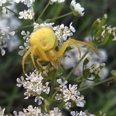 Misumena vatia