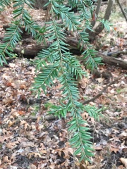 Tsuga canadensis