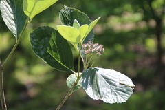 Sorbus kuznetzovii