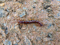 Lithobius pilicornis
