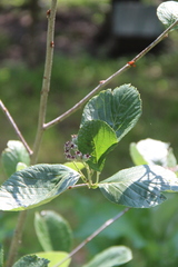 Sorbus kuznetzovii