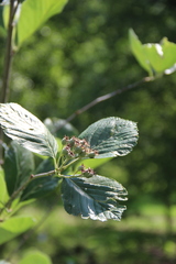 Sorbus kuznetzovii