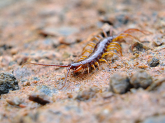 Lithobius pilicornis