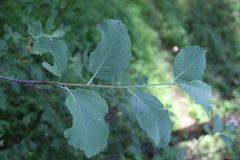 Sorbus kuznetzovii
