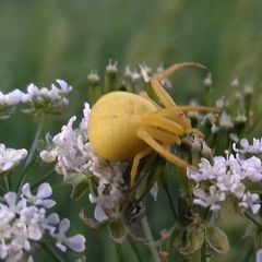 Misumena vatia