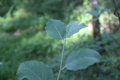 Sorbus kuznetzovii