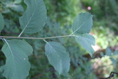 Sorbus kuznetzovii