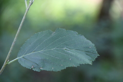 Sorbus kuznetzovii