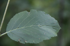 Sorbus kuznetzovii