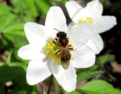 Andrena varians
